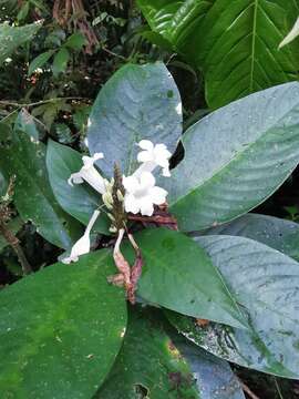 Image of Ruellia proxima Lindau