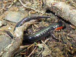 Image of Jordan's Salamander