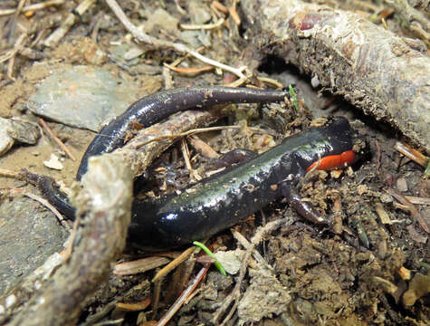 Imagem de Plethodon jordani Blatchley 1901