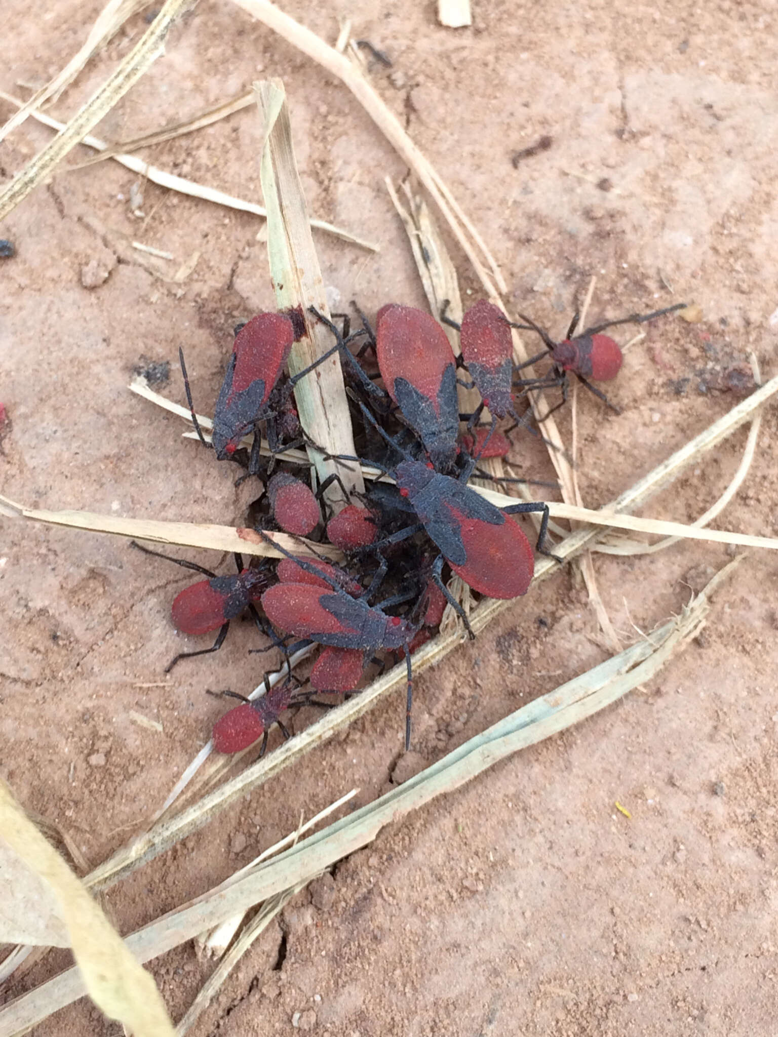 Image of Red-shouldered bug