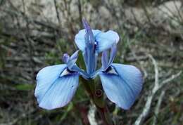 Image of Moraea tripetala subsp. jacquiniana (Schltr. ex G. J. Lewis) Goldblatt & J. C. Manning