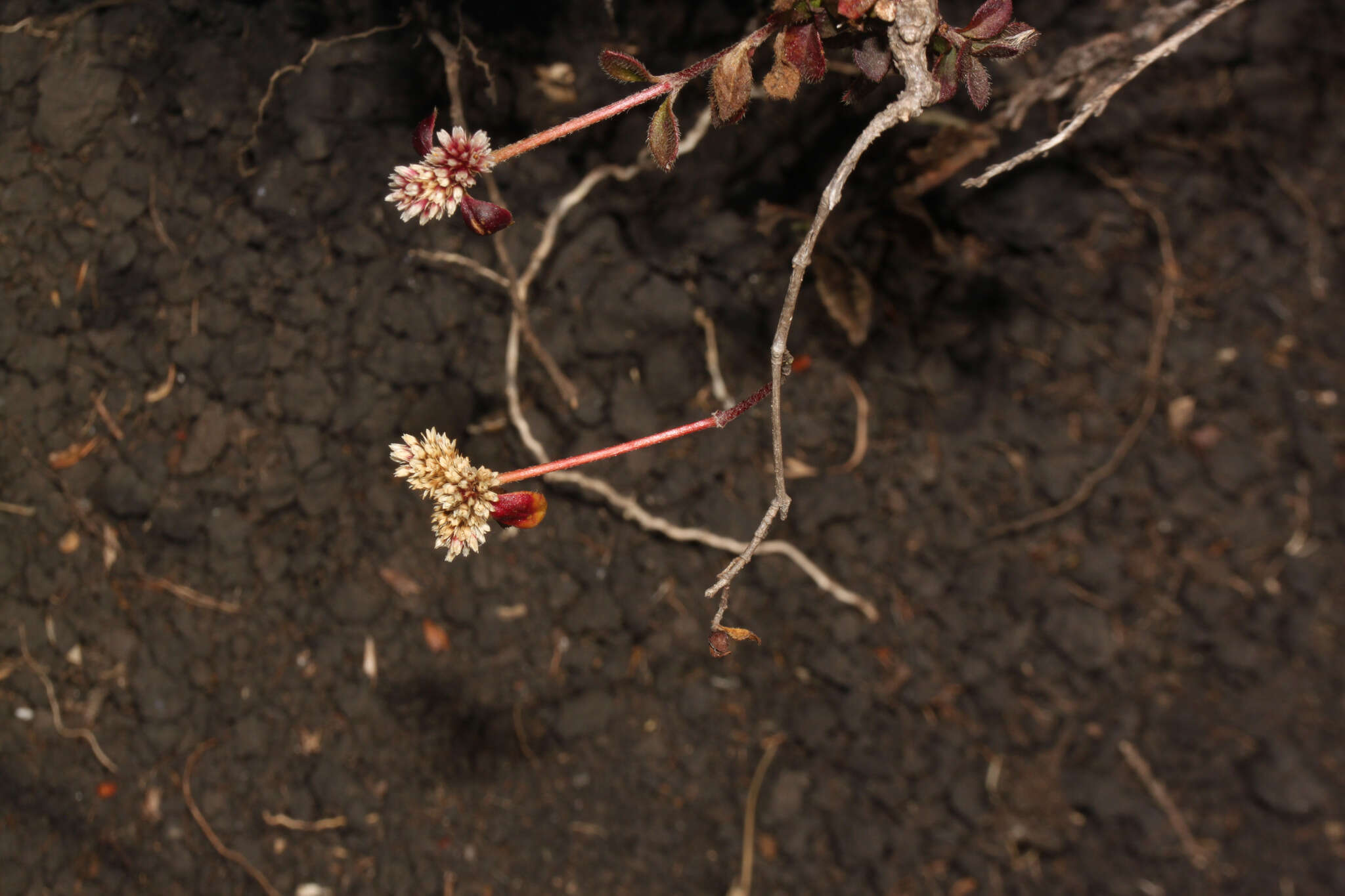 Image of Alternanthera macbridei Standl.