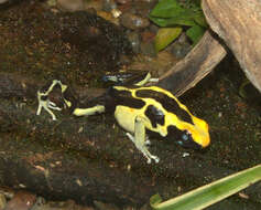 Image of Dyeing Poison Frog