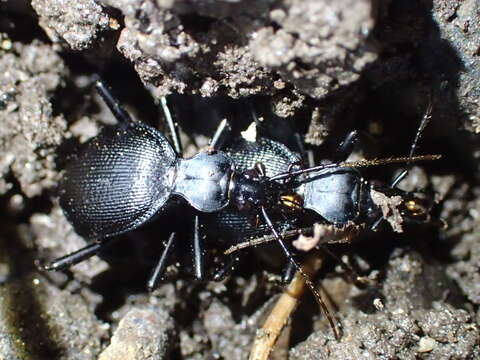 Plancia ëd Scaphinotus (Brennus) punctatus (Le Conte 1859)