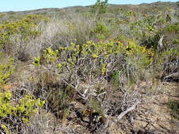 Image of Agathosma geniculata Pillans