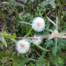 Sivun Erigeron acris subsp. podolicus (Bess.) Nym. kuva