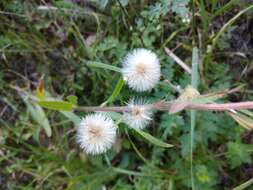 Plancia ëd Erigeron acris subsp. podolicus (Bess.) Nym.