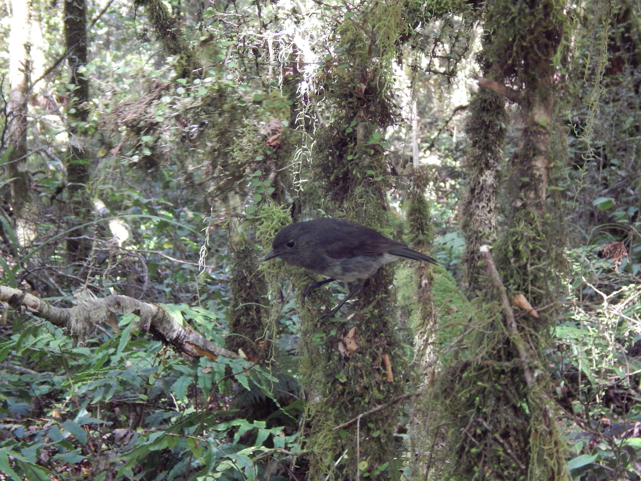 Petroica australis australis (Sparrman 1788)的圖片