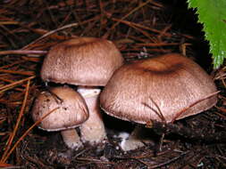 Plancia ëd Agaricus subrutilescens (Kauffman) Hotson & D. E. Stuntz 1938