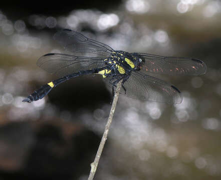 Image of Gomphidictinus Fraser 1942