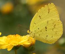 Image de Eurema hecabe (Linnaeus 1758)