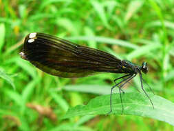 Image of Ebony Jewelwing