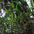 Imagem de Dendrobium moniliforme (L.) Sw.