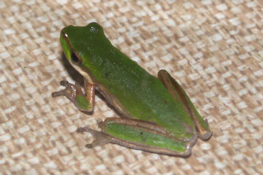 Image of Green Reed Frog