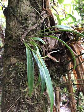 Image of Pleurothallis nuda (Klotzsch) Rchb. fil.