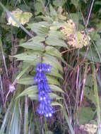 Image of Gentiana asclepiadea L.