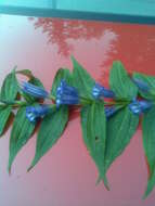 Image of Gentiana asclepiadea L.