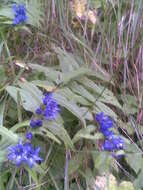 Gentiana asclepiadea L.的圖片