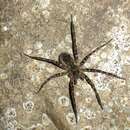 صورة Dolomedes dondalei Vink & Dupérré 2010