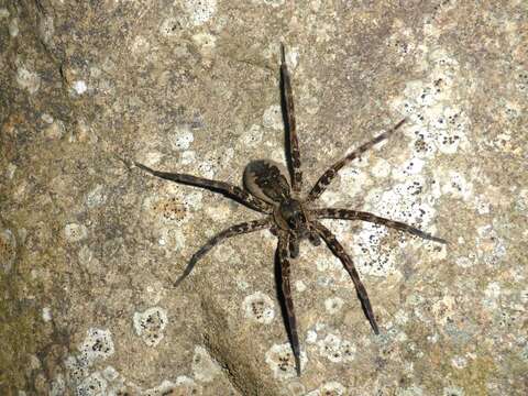 صورة Dolomedes dondalei Vink & Dupérré 2010