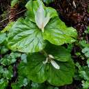 Trillium chloropetalum var. giganteum (Hook. & Arn.) Munz resmi