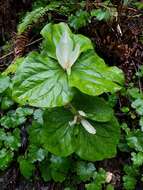 Trillium chloropetalum var. giganteum (Hook. & Arn.) Munz resmi