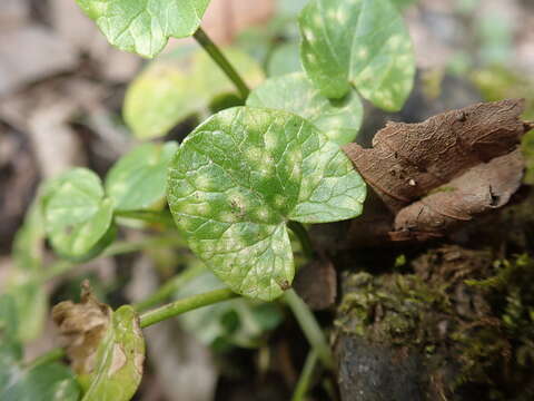 Слика од Entyloma ficariae A. A. Fisch. Waldh. 1877