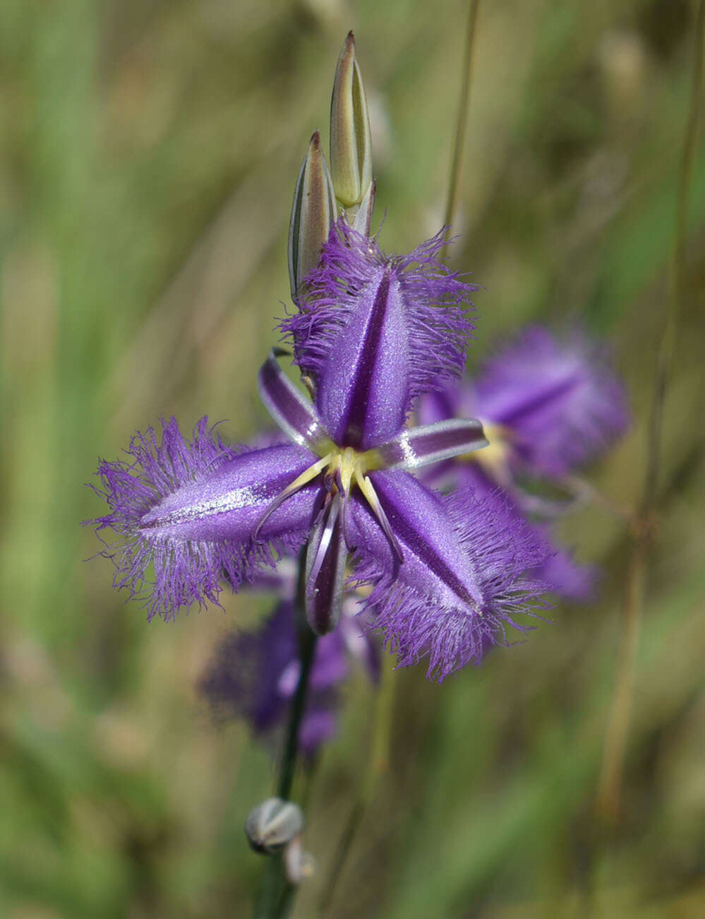 Image of Thysanotus tuberosus subsp. tuberosus