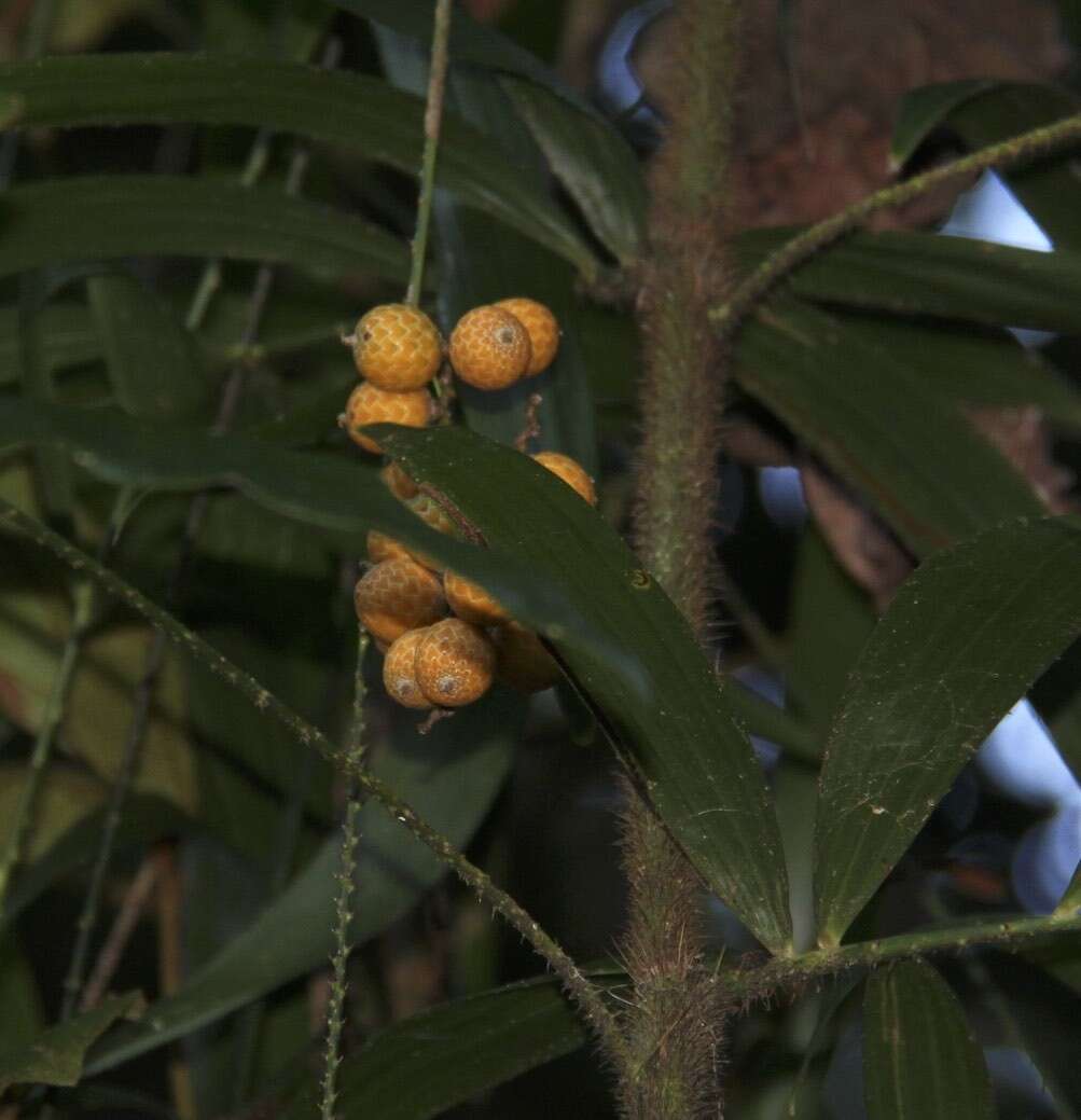 Слика од Calamus muelleri H. Wendl.