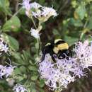 Image of Southern Plains Bumble Bee