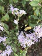 Слика од Bombus fraternus (Smith 1854)