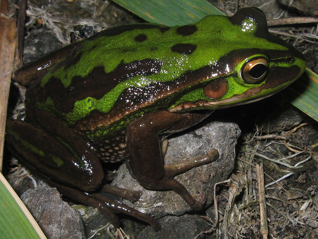 Image of Green and golden bell frog