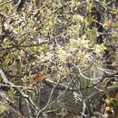 Image of Tawny Tit-Spinetail