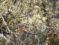 Image of Tawny Tit-Spinetail