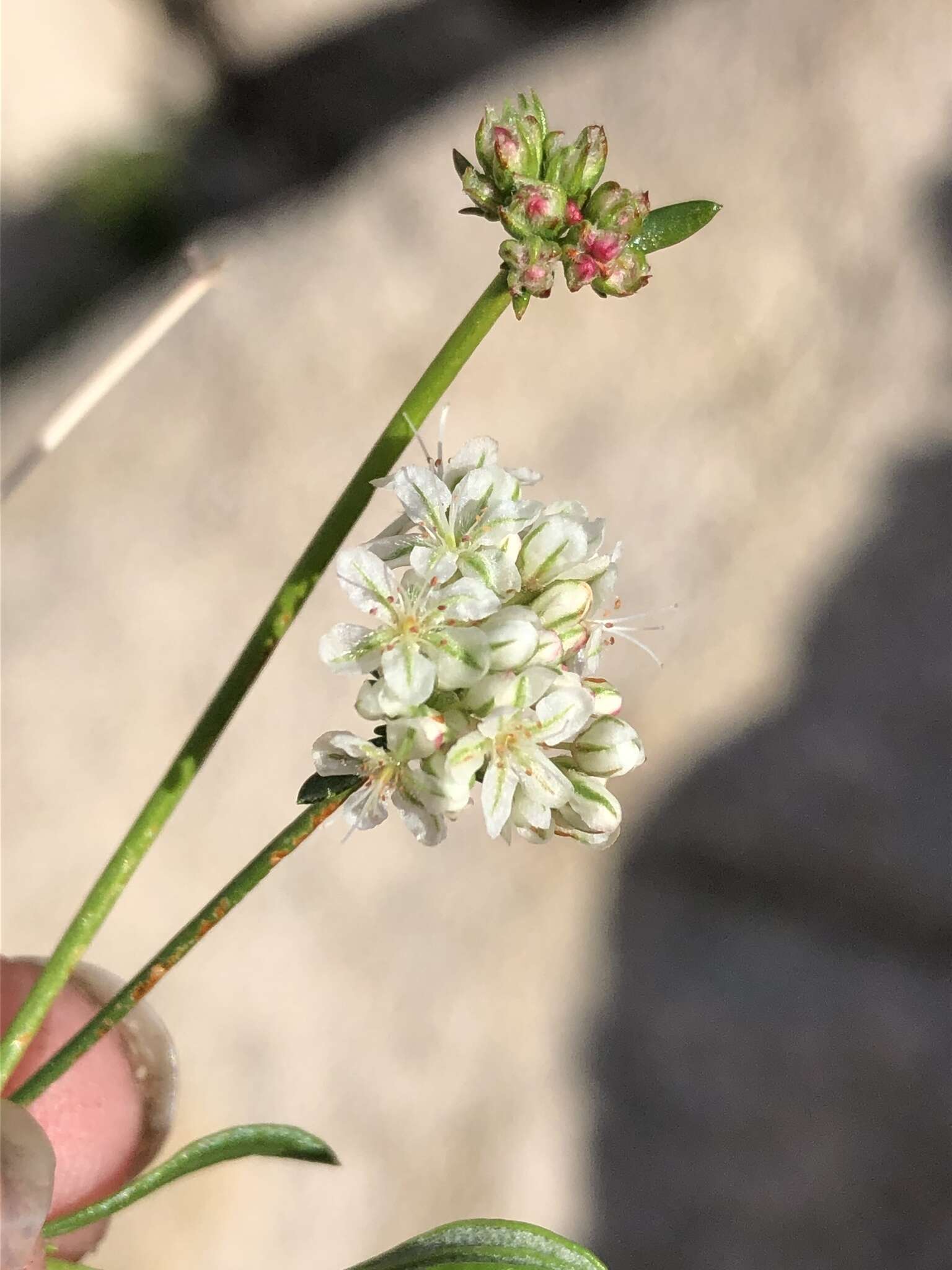 Image of Eastern Mojave buckwheat