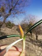 Image of Crocus olivieri J. Gay