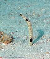 Image of Black spotted garden eel