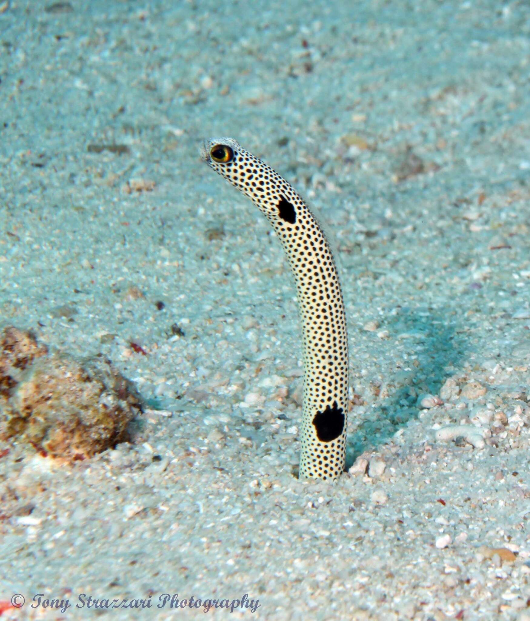 Image of Black spotted garden eel