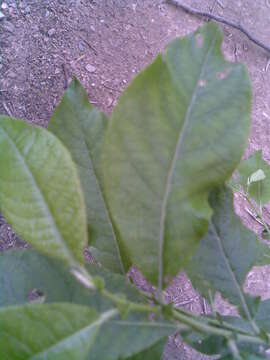 Imagem de Salix cinerea L.