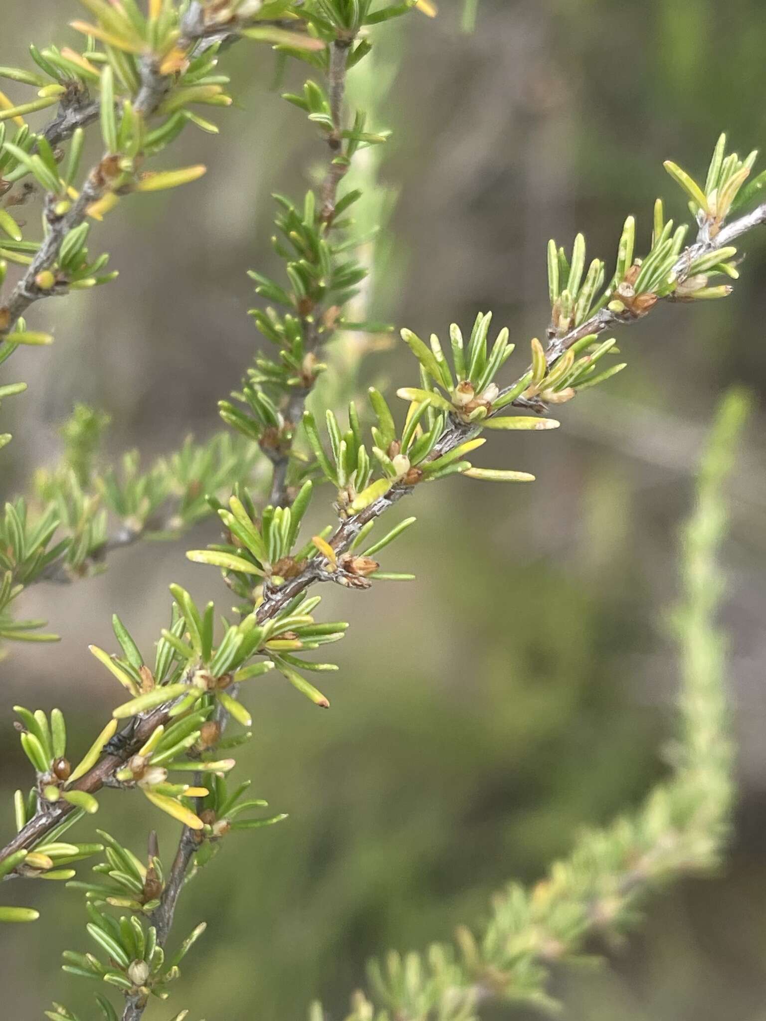 Image of Cliffortia linearifolia Eckl. & Zeyh.