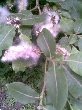 Imagem de Salix cinerea L.