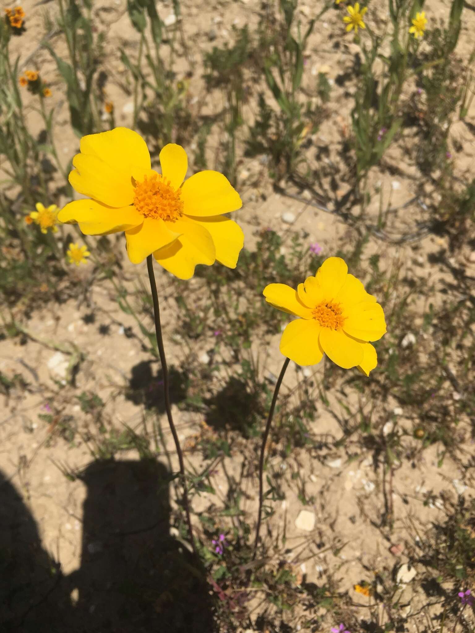 صورة Coreopsis calliopsidea (DC.) A. Gray