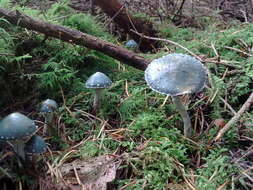 Image of verdigris agaric