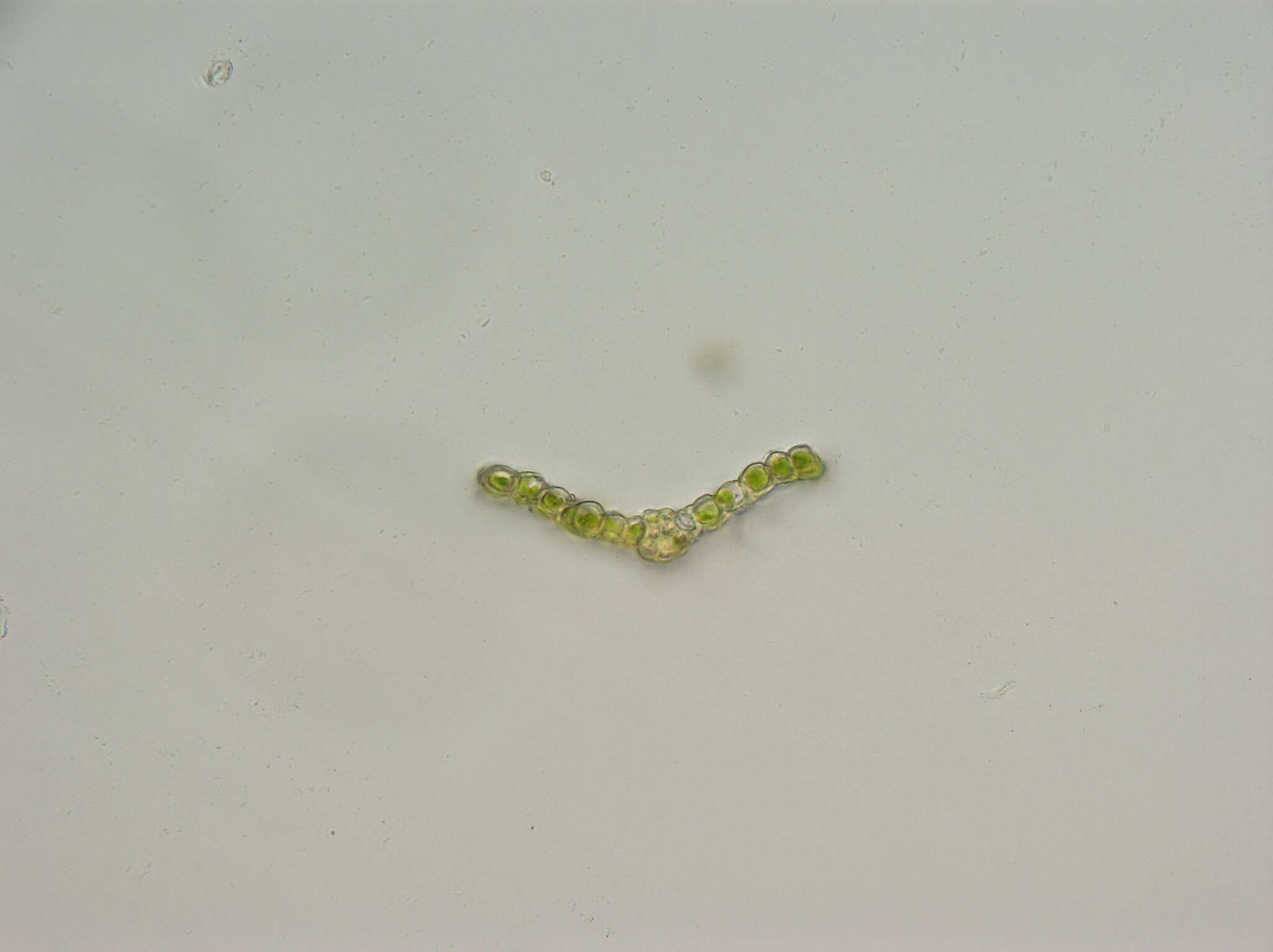 Image of Arnell's apple-moss