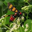 Image of Painted Handmaiden Moth