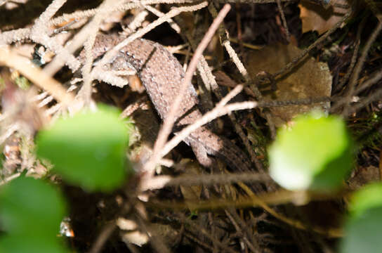 Image of Northwestern Alligator Lizard