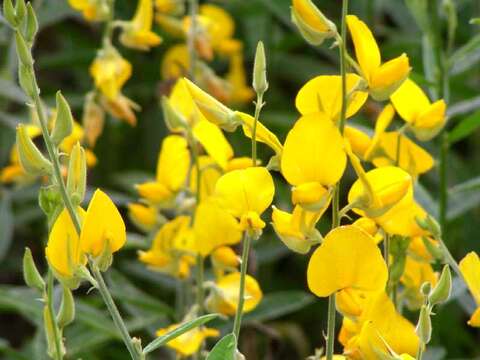 Image de Crotalaria juncea L.