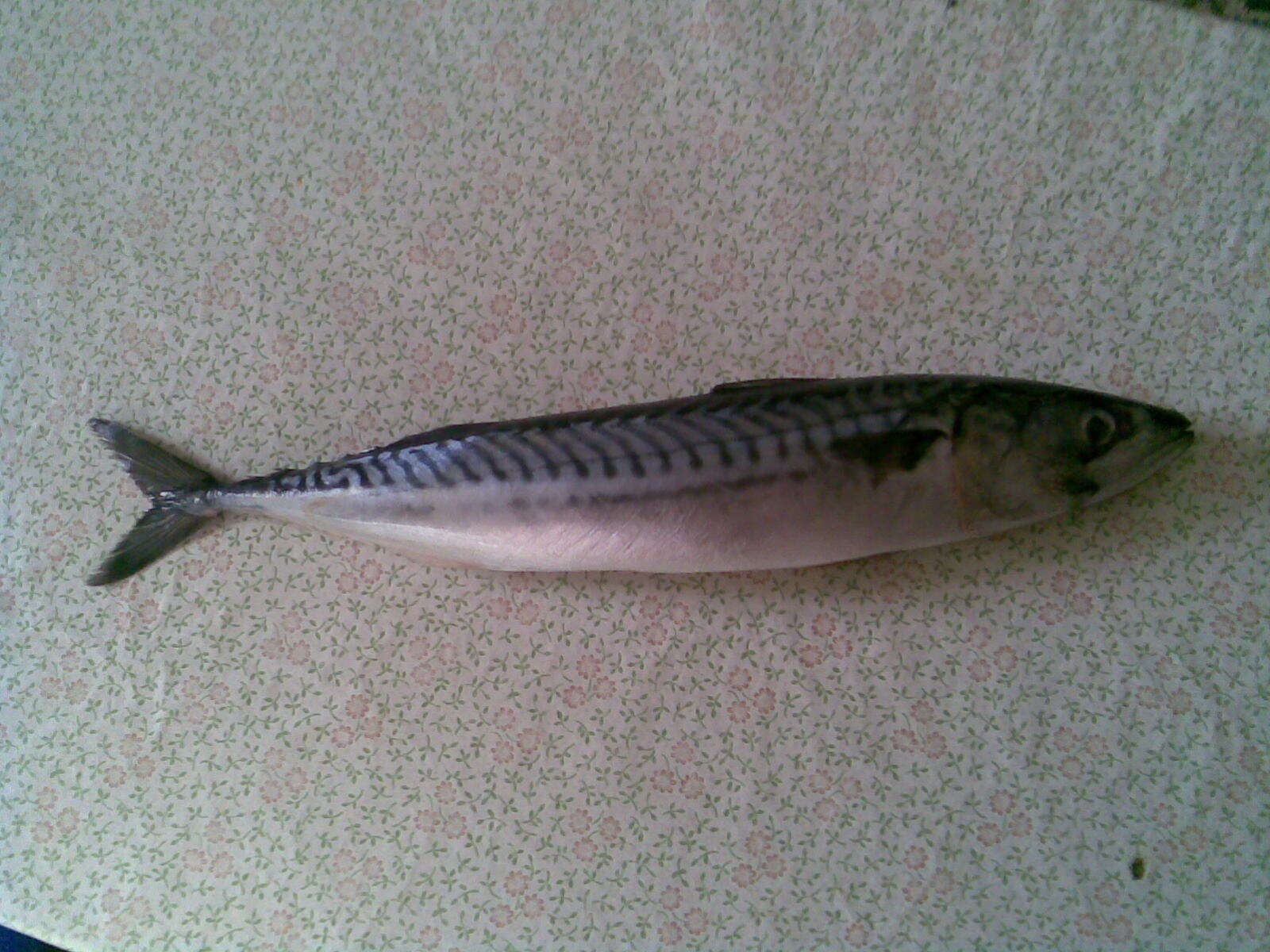 Image of Atlantic Mackerel