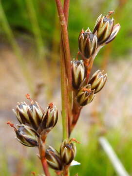 Juncus squarrosus L. resmi