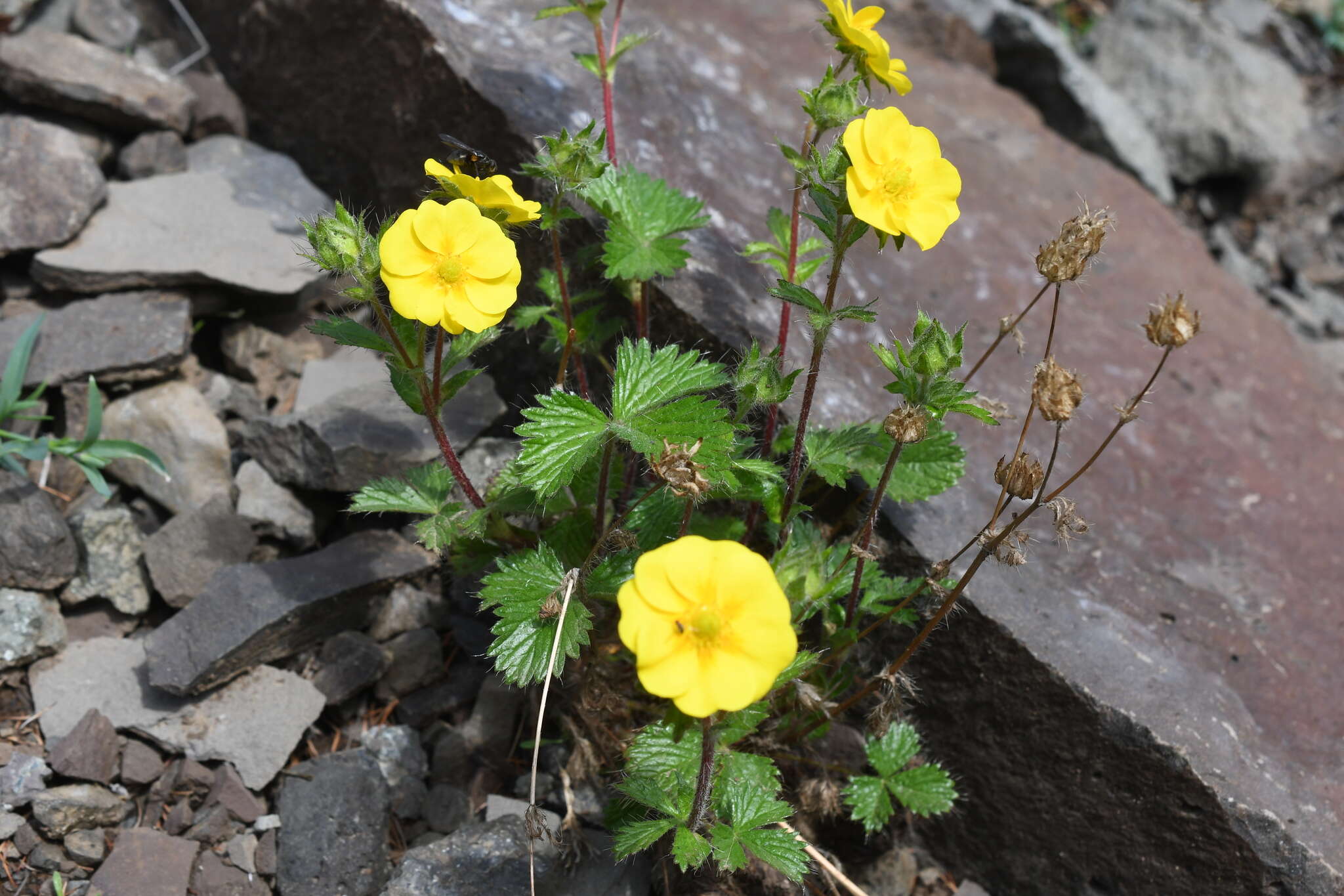 Image de Potentilla asperrima Turcz.